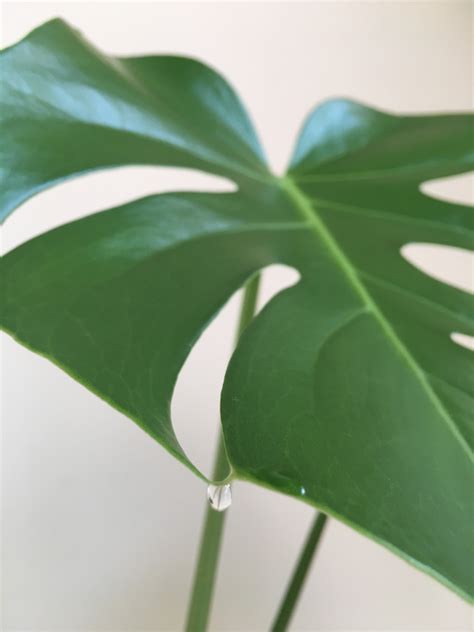 moisture meter monstera|monstera plant guttation.